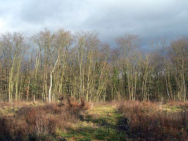 I  Funghi  dopo  l''Uragano